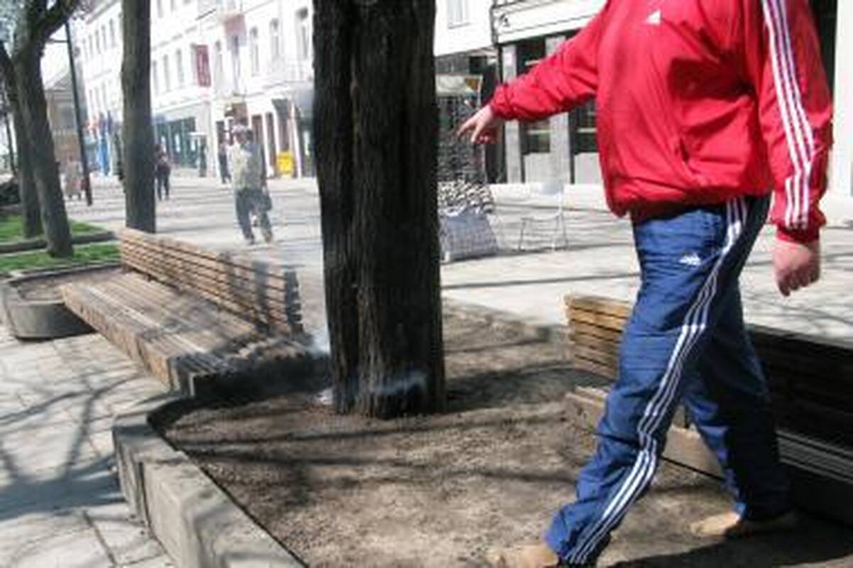 Laisvės alėjoje dūmuose paskendo liepa