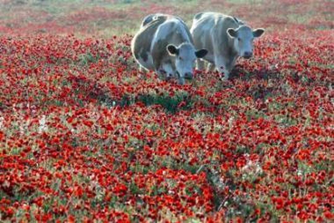 Genetiškai modifikuoti augalai - stebuklas aplinkai?
