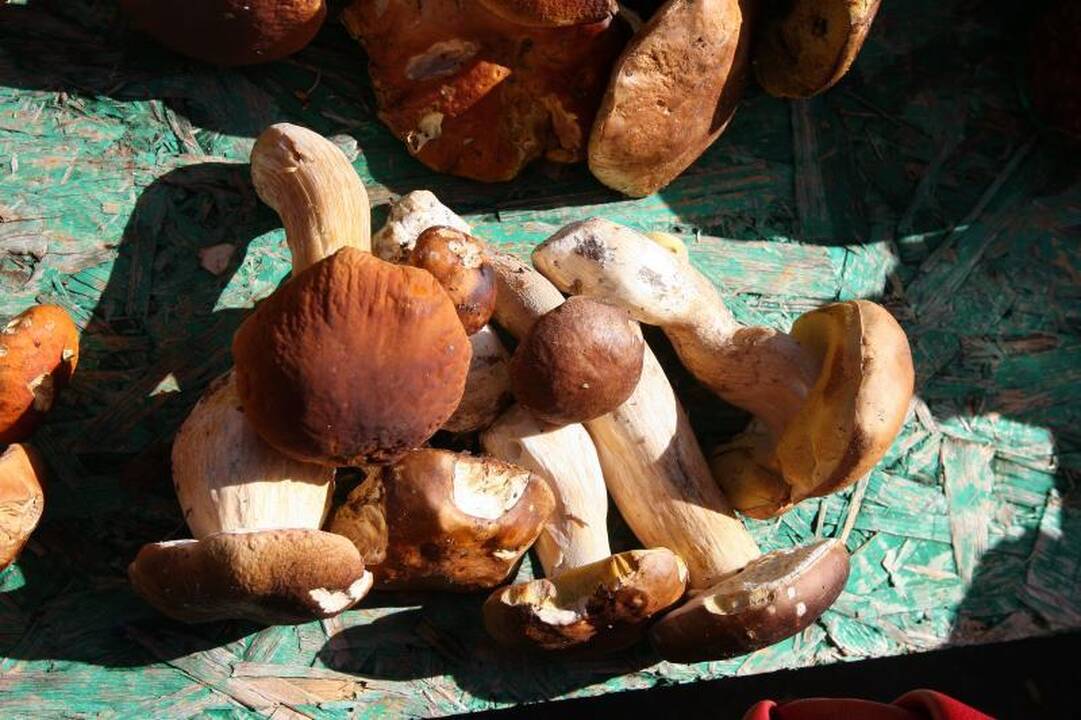 15 litų – už baravykus, 10 litų – už mėlynes