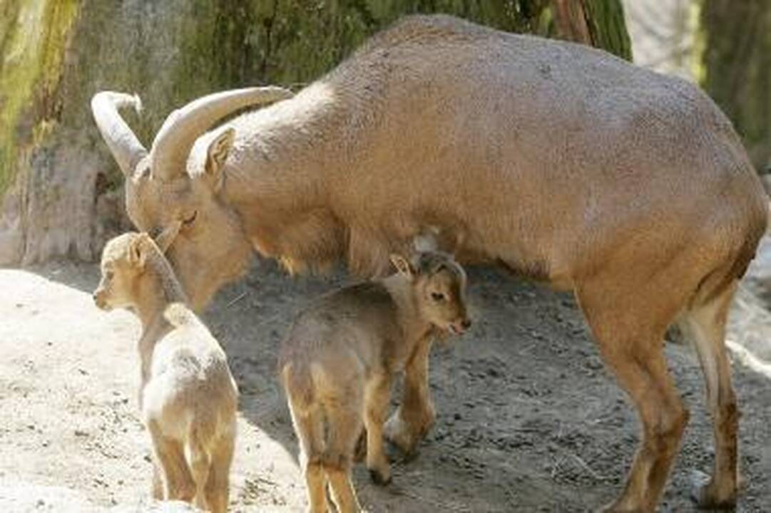 Zoologijos sode - jauniklių paradas