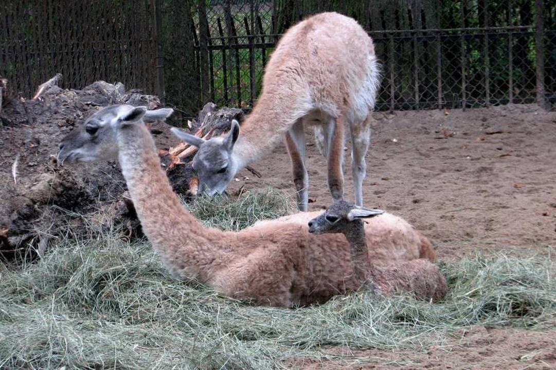 Zoologijos sode gimė rudens simbolis – Šermukšnėlė