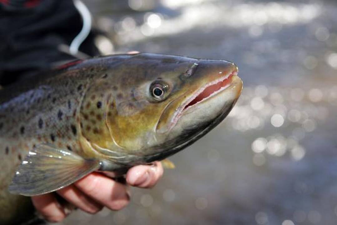 Baltijos jūroje sužvejojama triskart daugiau lašišų nei galima