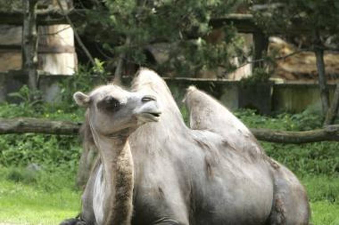 Zoologijos sodo gimtadienis – su naujais augintiniais