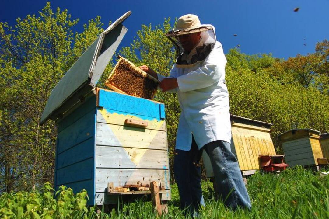 Bičių populiacijos mažėjimas kelia rūpestį