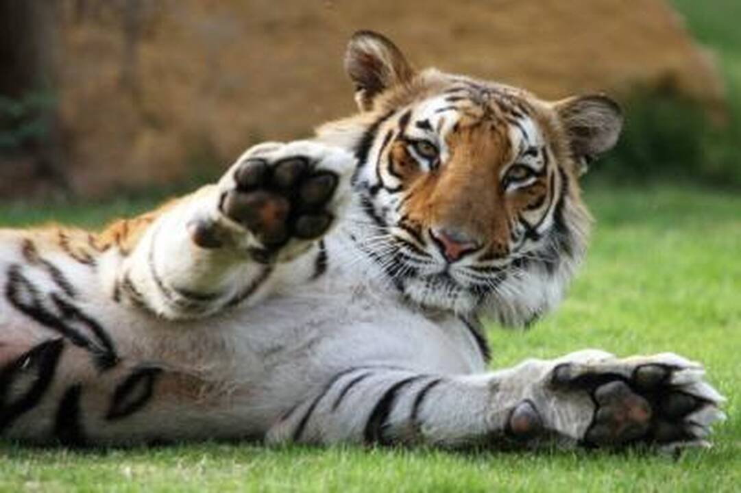 Bengalijos tigrai dovanų Bagdado zoosodui