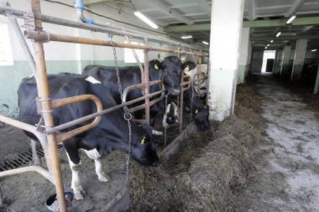 Skuodo rajone darbo vietoje žuvo karvių šėrikas