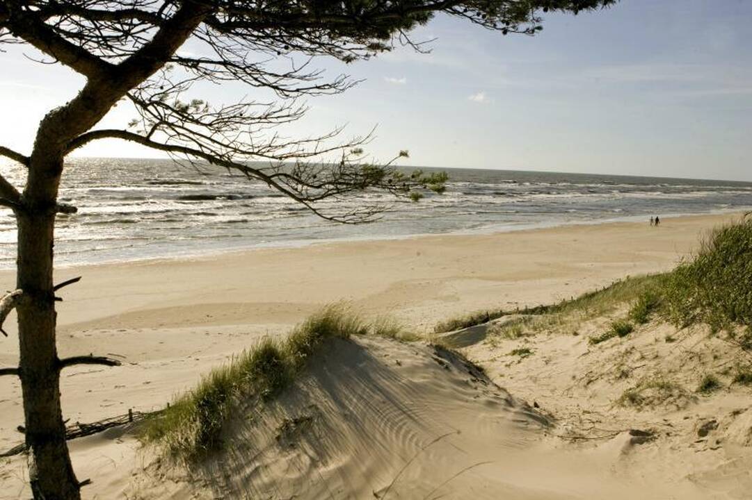Kuršių nerijos pušynus užpuolė vėžys, kopose plinta akacijos