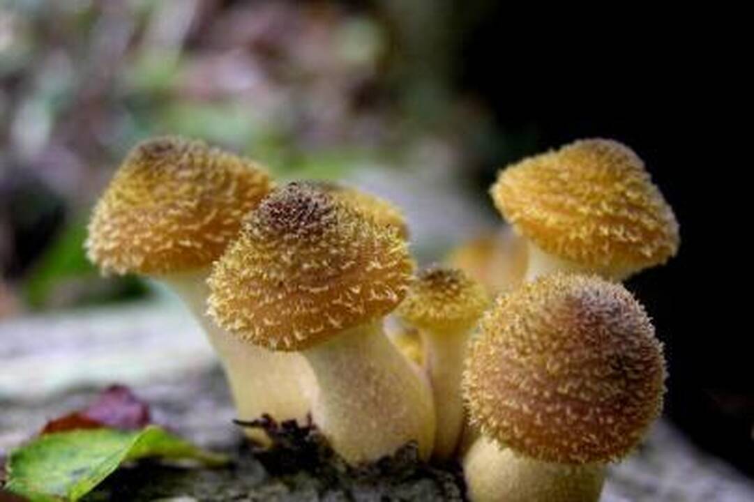 Artėja pavojinga grybapjūtė