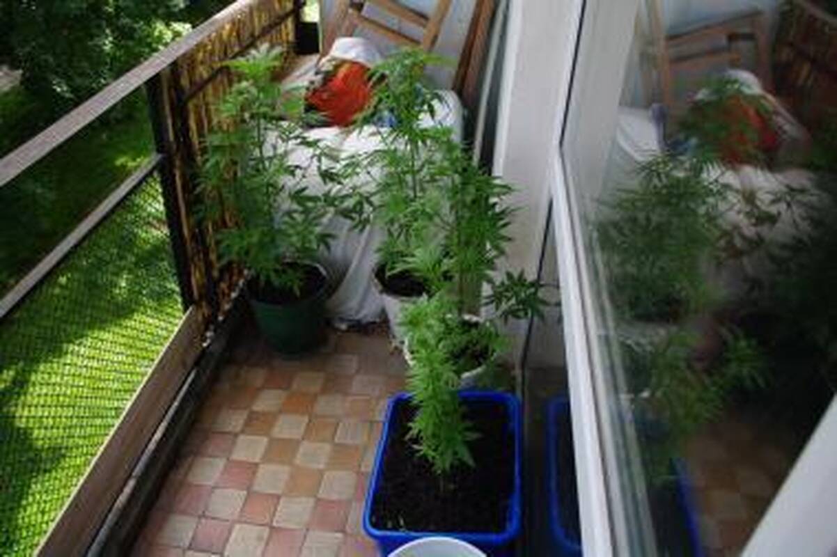 Vilnietis kanapes augino balkone