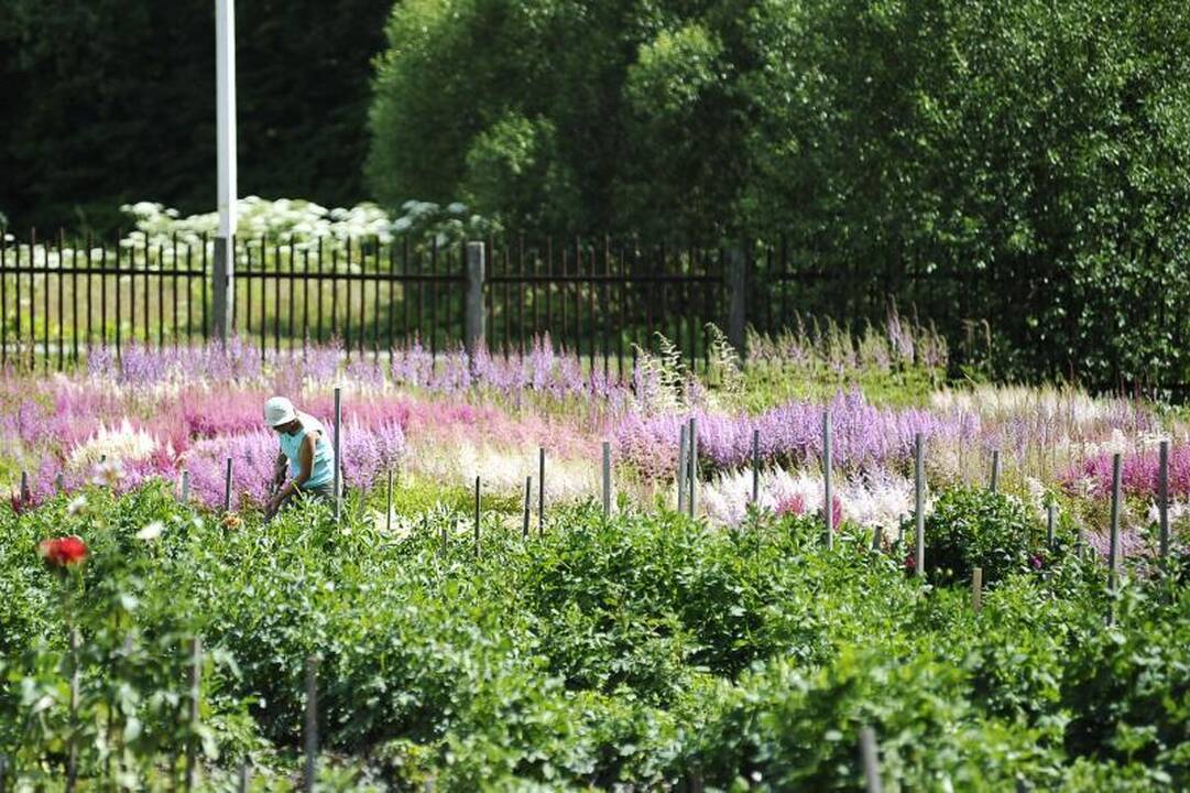 Į botanikos sodą – pabraidyti po spalvingą astilbių jūrą