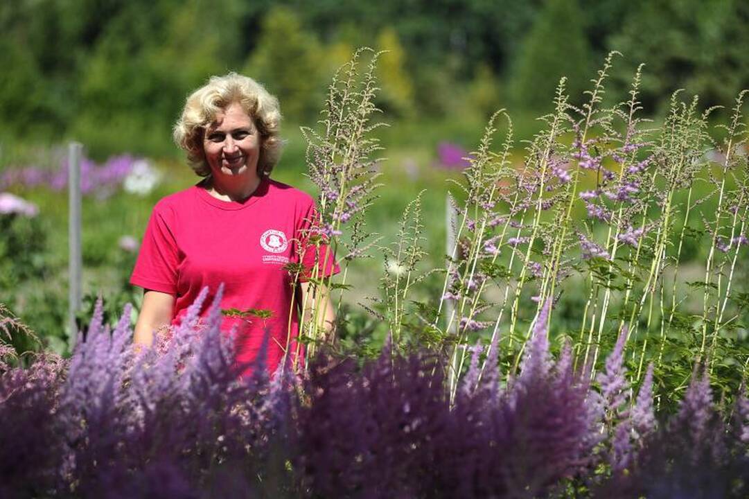 Į botanikos sodą – pabraidyti po spalvingą astilbių jūrą