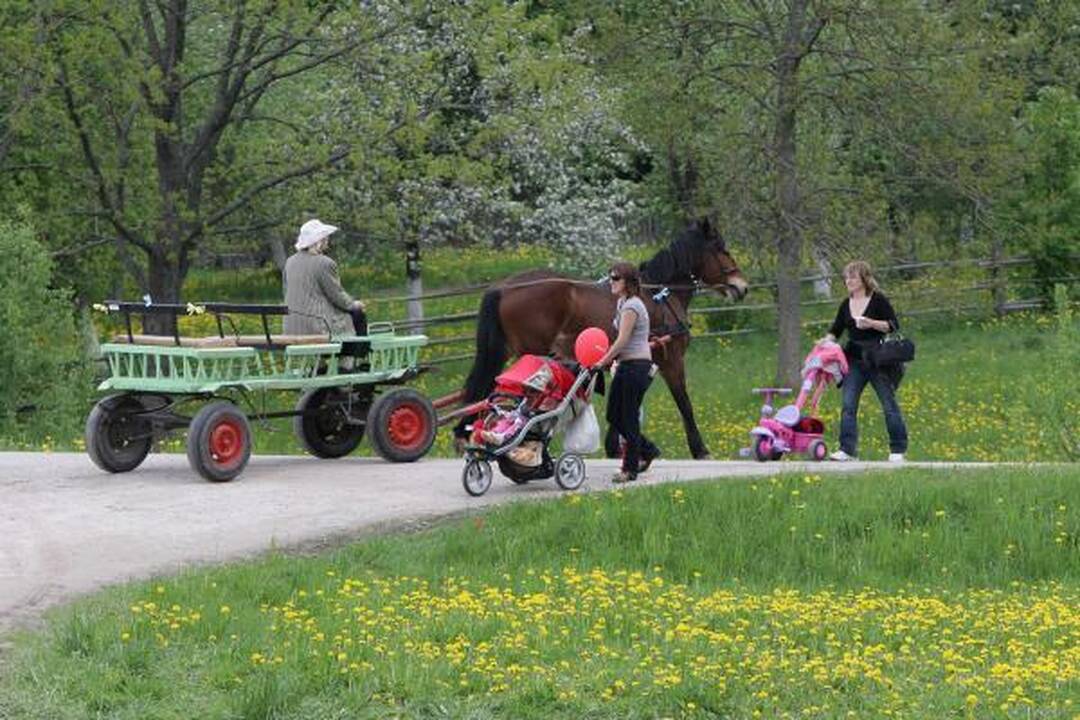 Į festivalį Rumšiškėse - su šeima, bet be gėrimų!