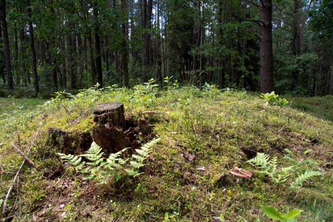 Kelionė Dieveniškių istoriniu regioniniu parku