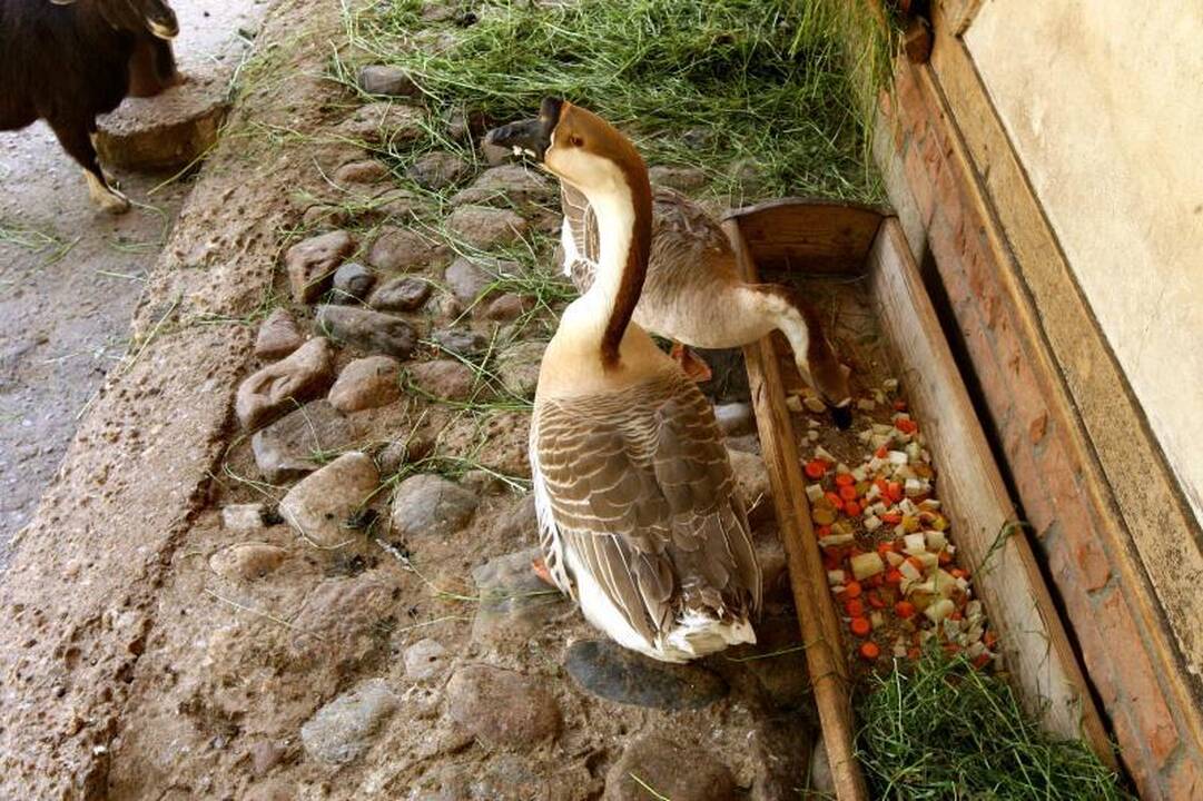 Zoologijos sode – pažintis su gyvūnų prižiūrėtojų kasdienybe
