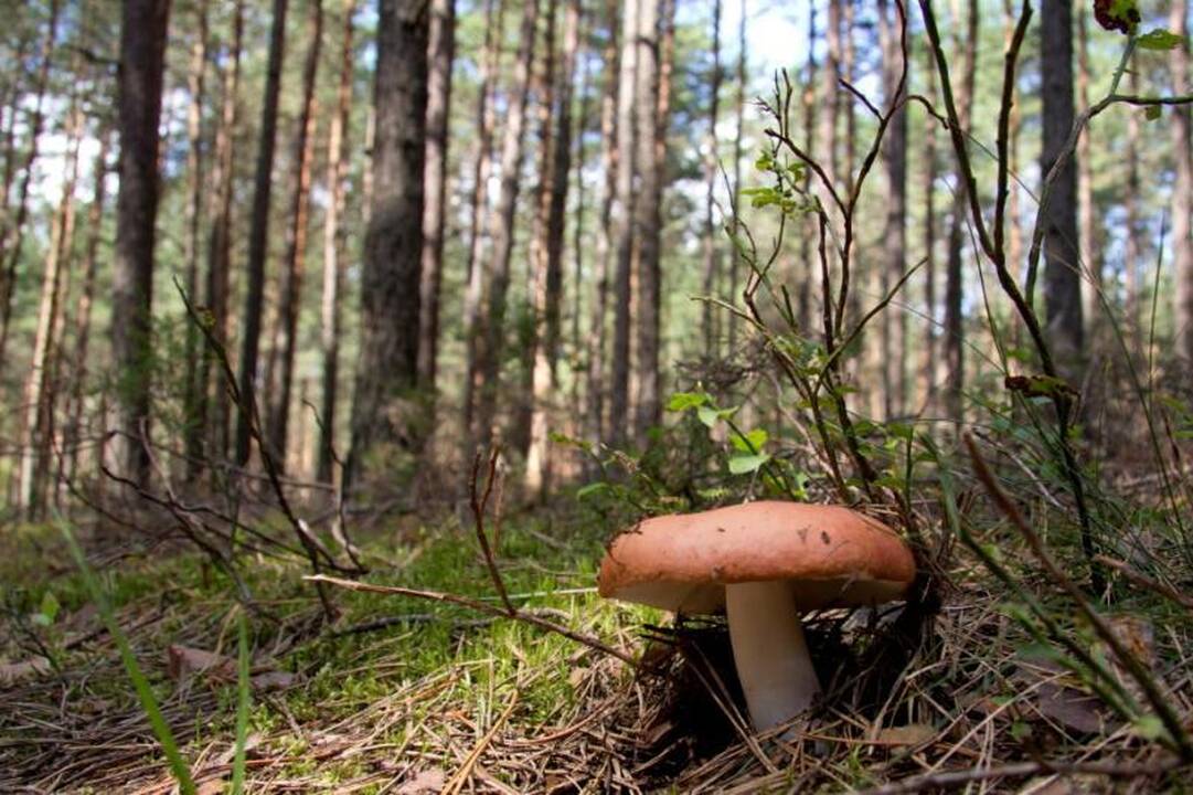 Kelionė Dieveniškių istoriniu regioniniu parku