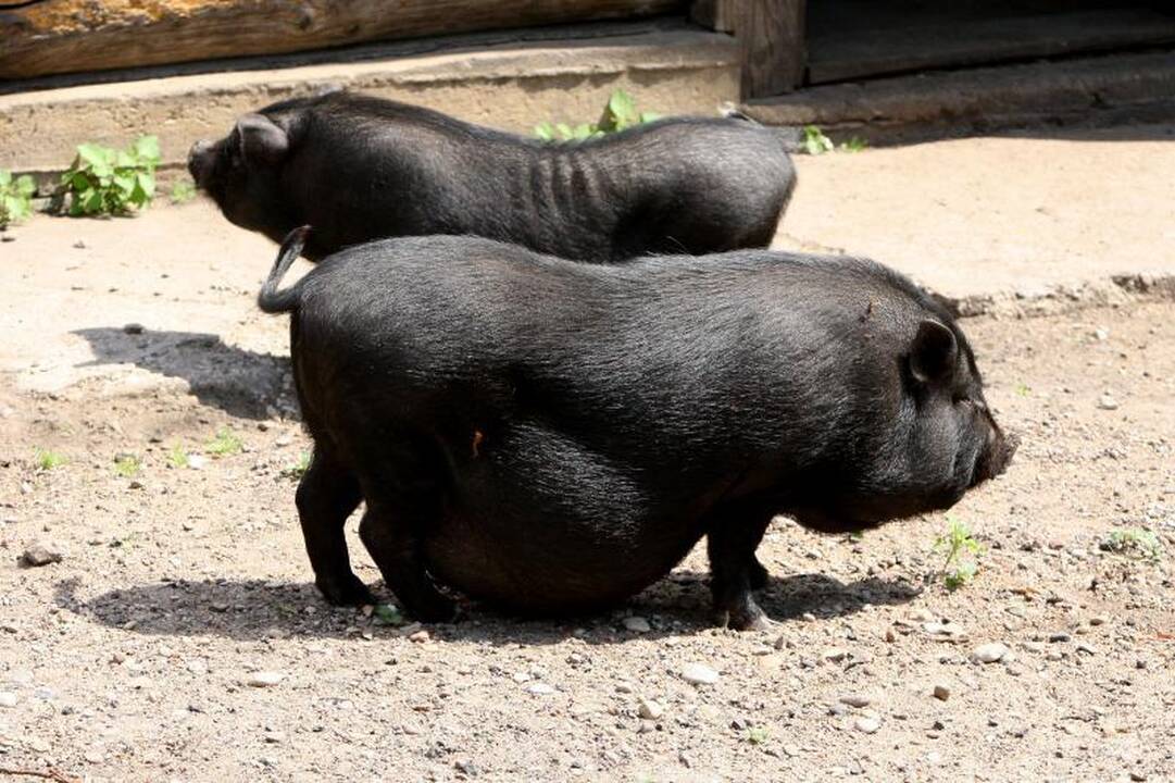 Zoologijos sode – pažintis su gyvūnų prižiūrėtojų kasdienybe
