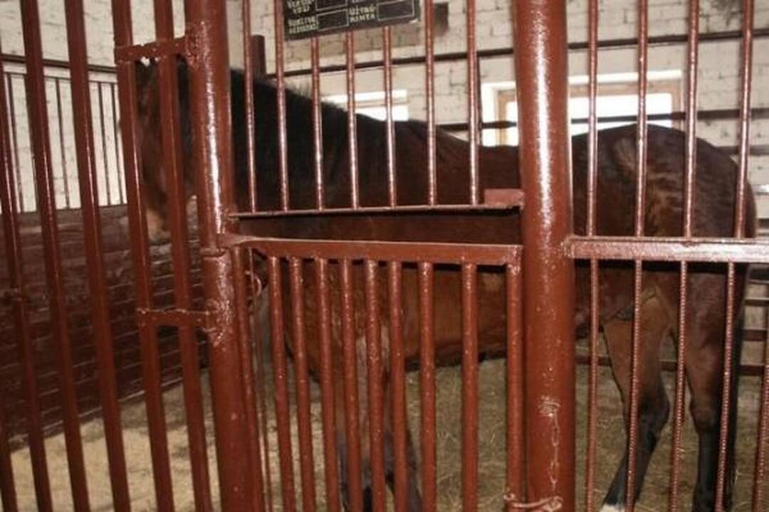Į gatvę išmesti šunys ir katės draugaus su karve ir arkliu