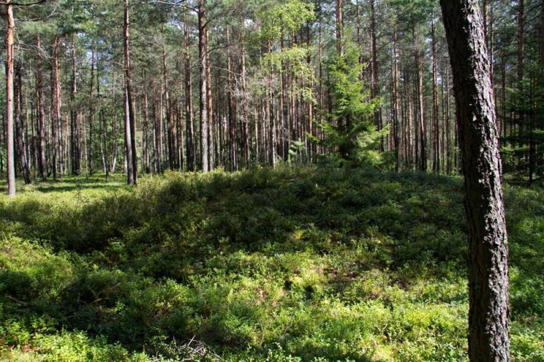 Kelionė Dieveniškių istoriniu regioniniu parku