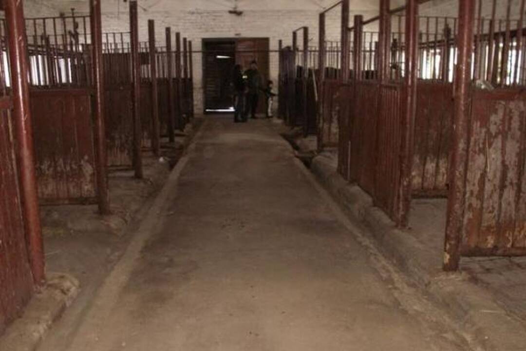 Į gatvę išmesti šunys ir katės draugaus su karve ir arkliu