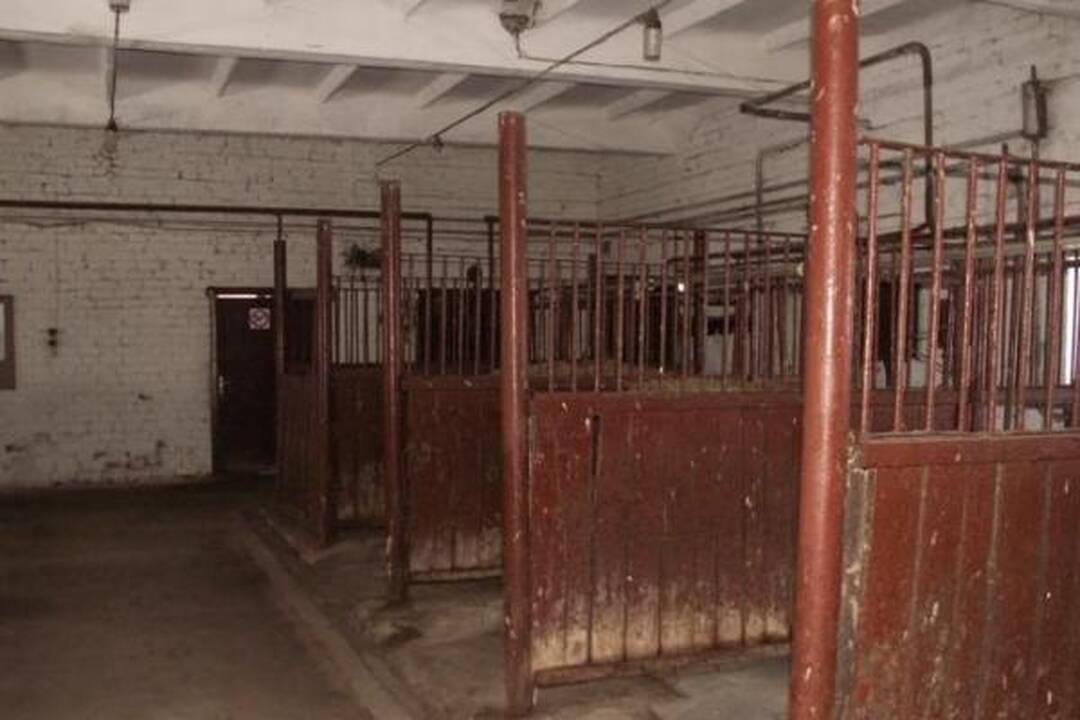 Į gatvę išmesti šunys ir katės draugaus su karve ir arkliu