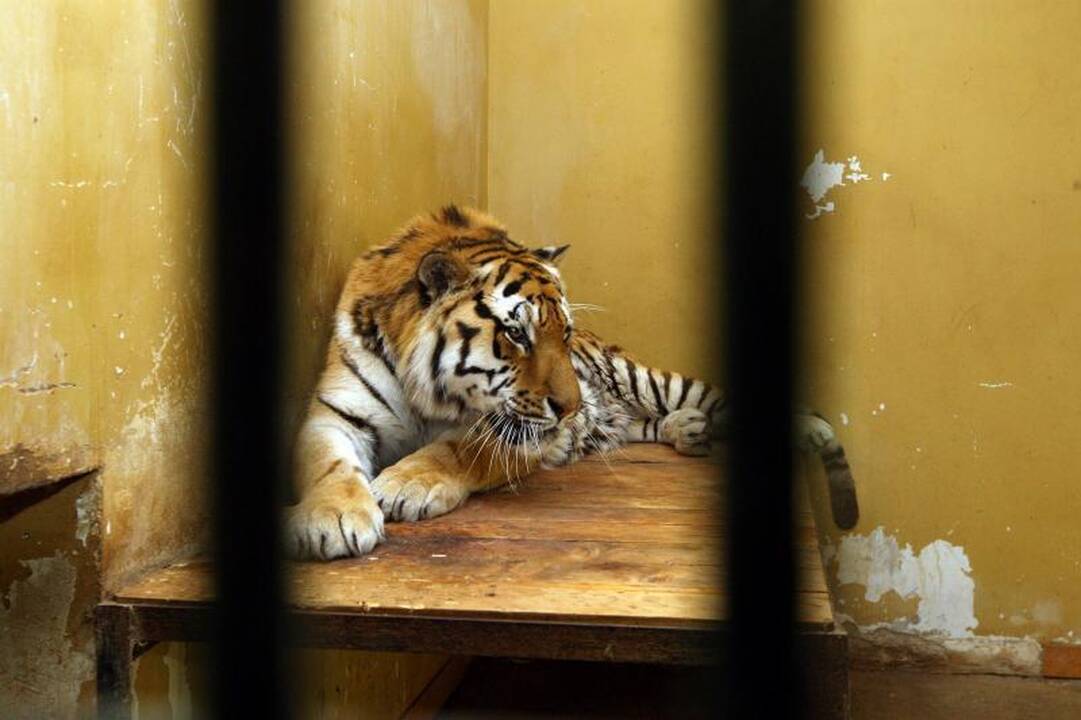 Zoologijos sode – pažintis su gyvūnų prižiūrėtojų kasdienybe