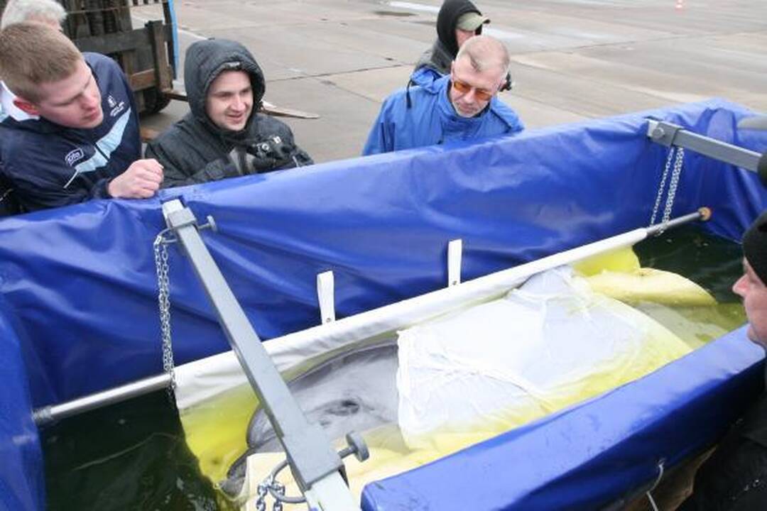 Delfinai išskraidinti į Graikiją (papildyta)