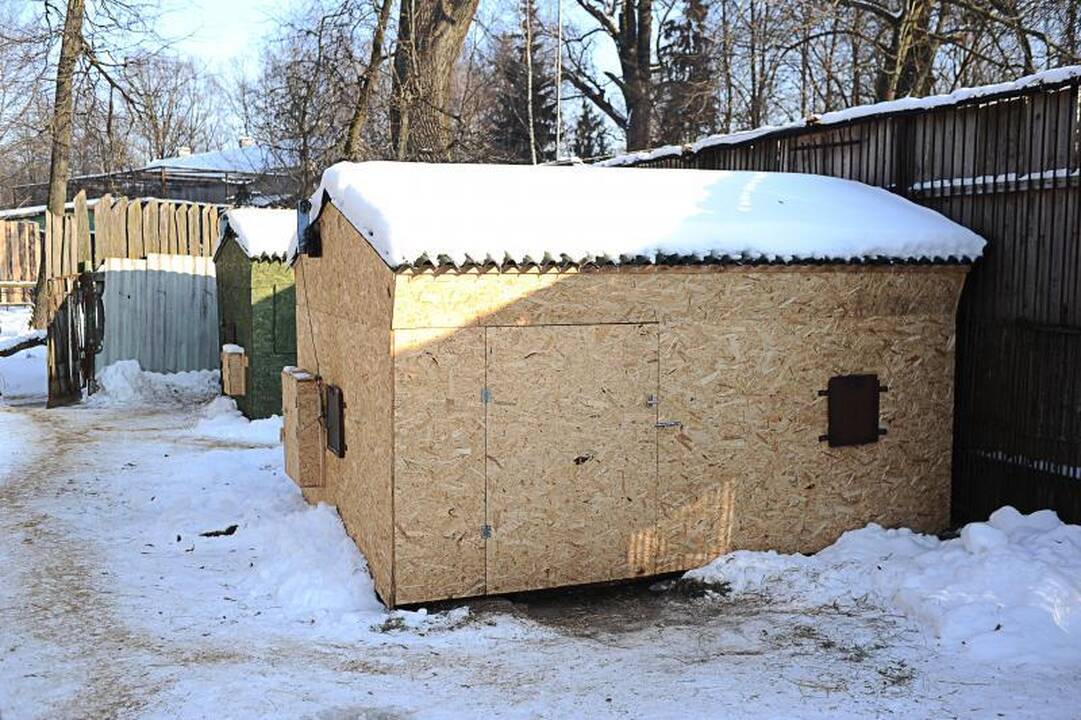 Per šalčius zoologijos sodo gyventojai dietos nesilaiko 