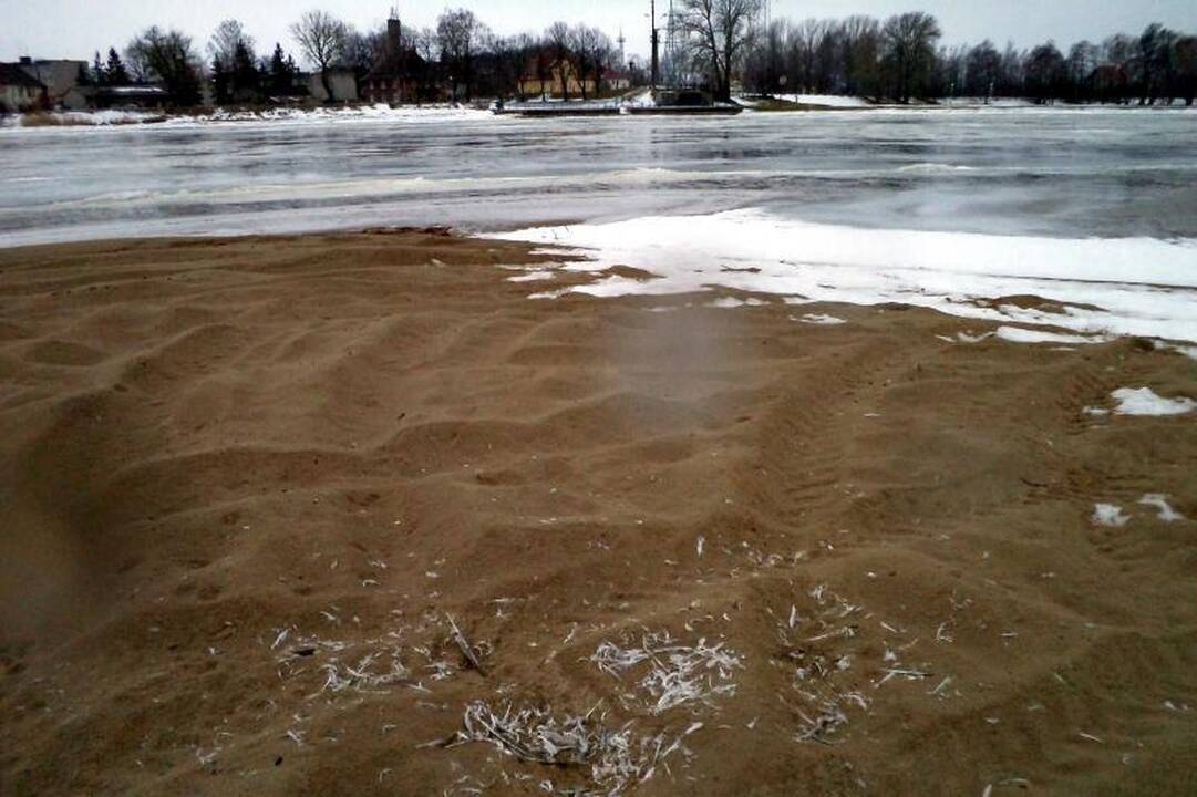 Tarp Šilutės ir Rusnės - artėjančio potvynio ženklai (papildyta) 