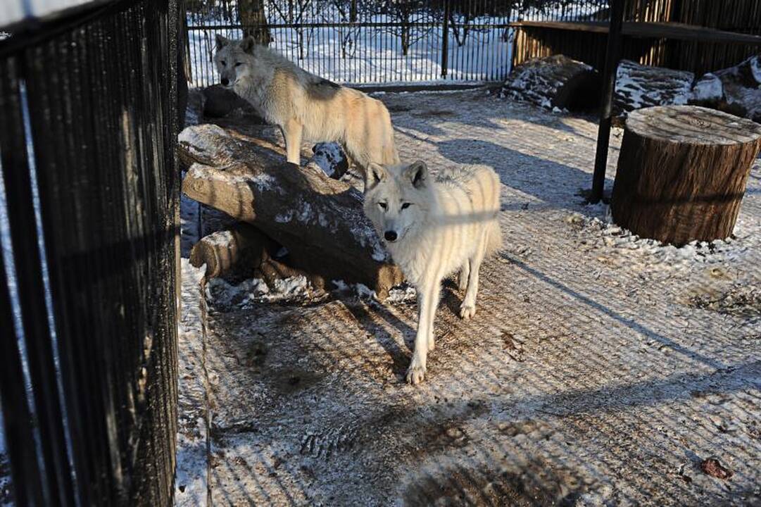 Per šalčius zoologijos sodo gyventojai dietos nesilaiko 