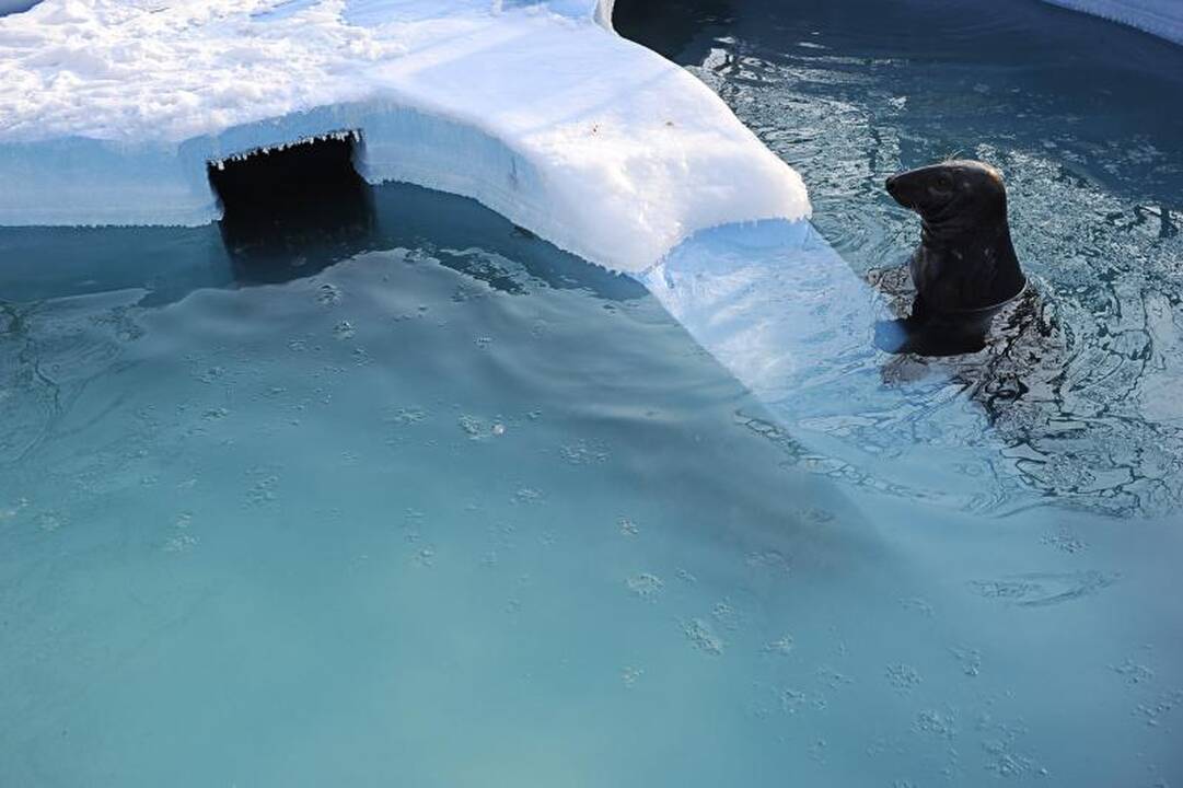 Per šalčius zoologijos sodo gyventojai dietos nesilaiko 
