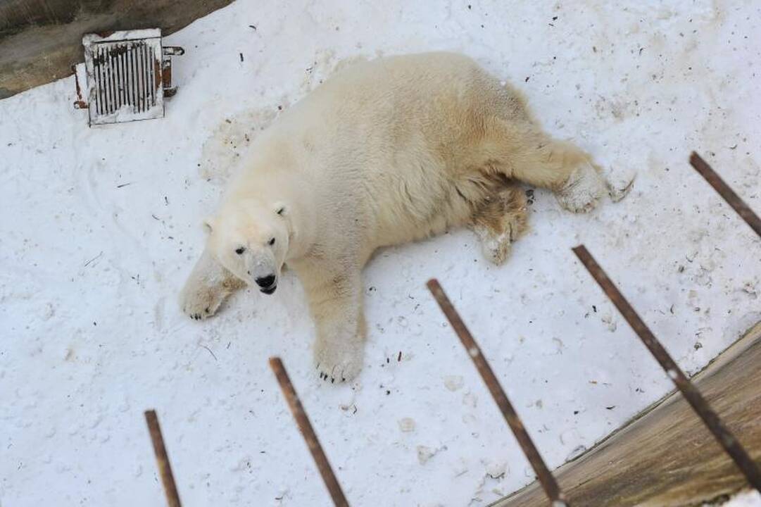 Per šalčius zoologijos sodo gyventojai dietos nesilaiko 