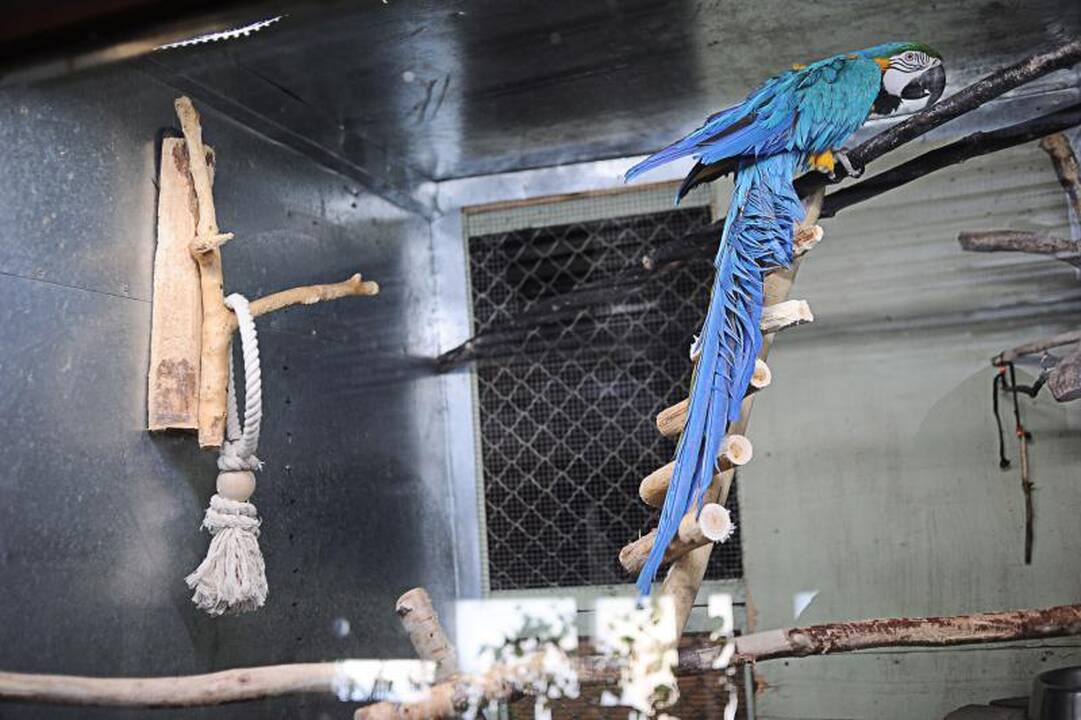 Per šalčius zoologijos sodo gyventojai dietos nesilaiko 