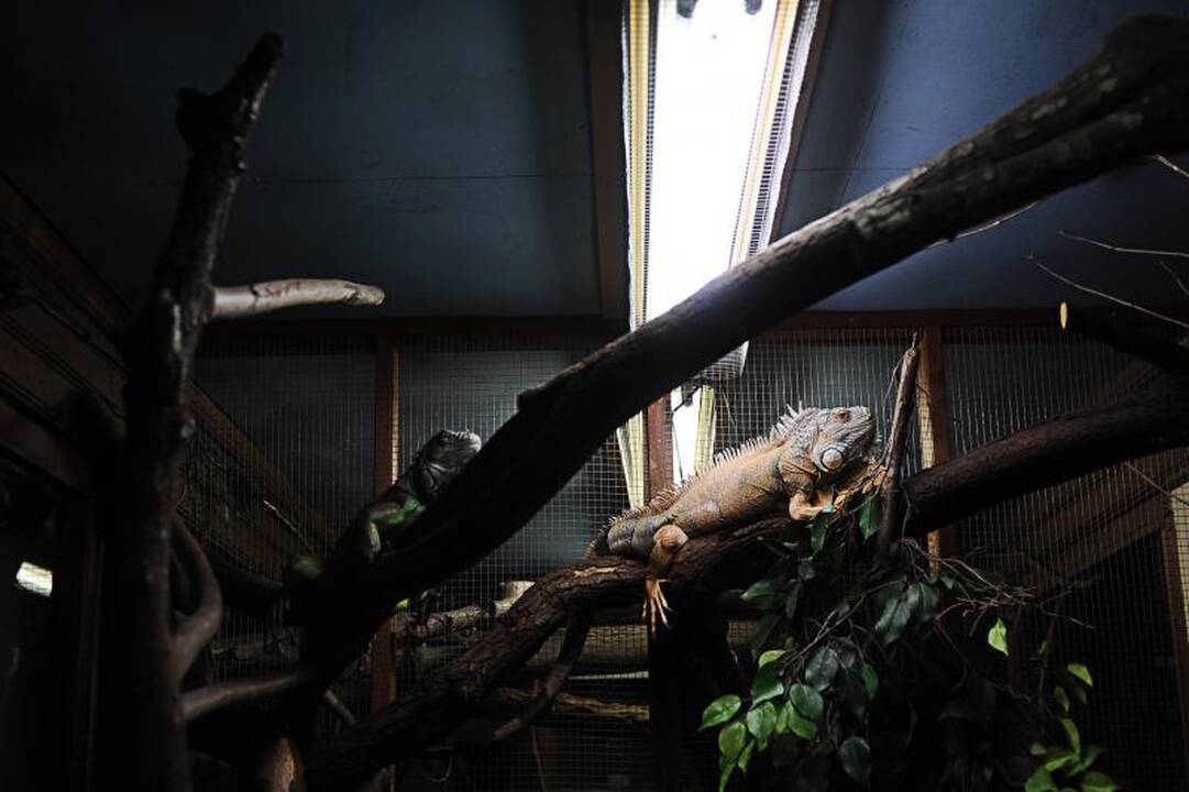 Per šalčius zoologijos sodo gyventojai dietos nesilaiko 