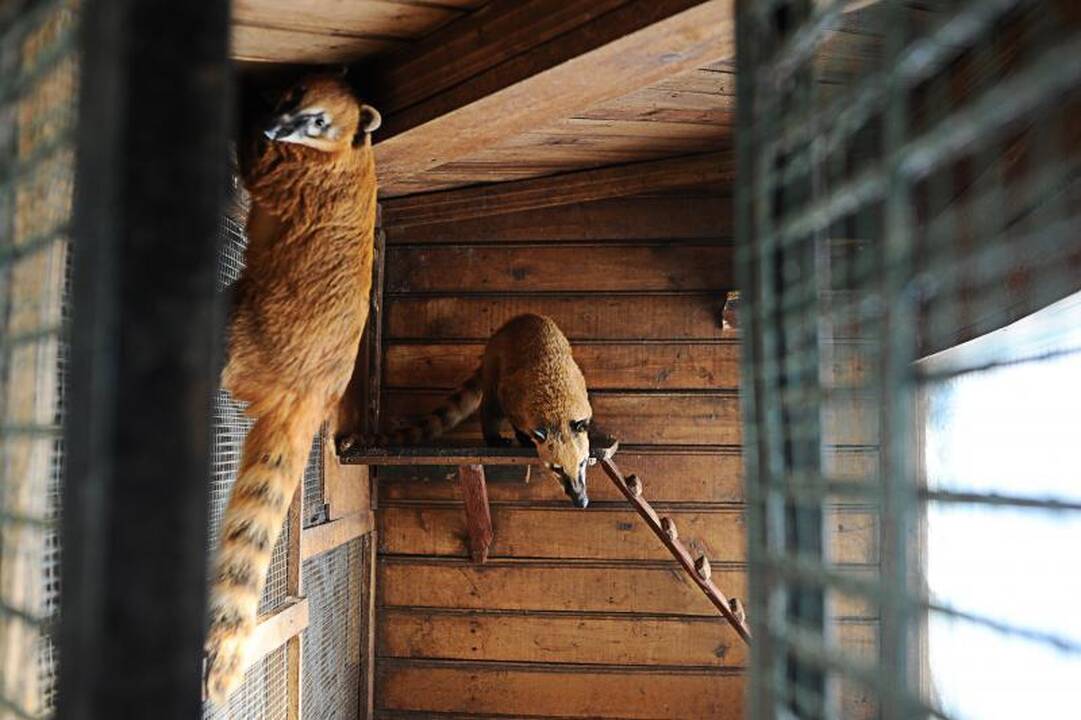 Per šalčius zoologijos sodo gyventojai dietos nesilaiko 