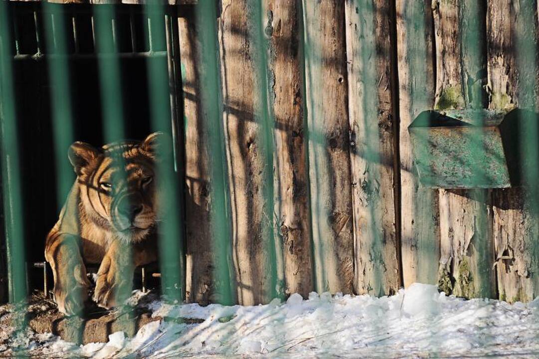 Per šalčius zoologijos sodo gyventojai dietos nesilaiko 
