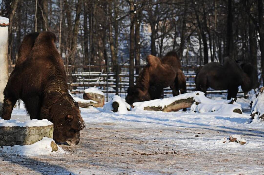 Per šalčius zoologijos sodo gyventojai dietos nesilaiko 