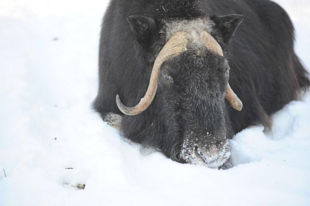 Per šalčius zoologijos sodo gyventojai dietos nesilaiko 