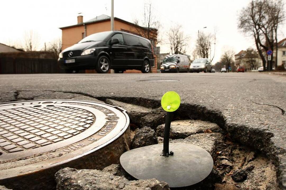 Kauno gatvių duobėse   pražydo pienės   