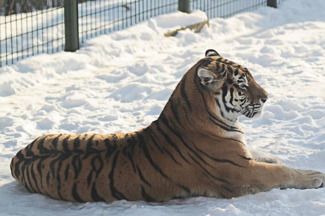 Per šalčius zoologijos sodo gyventojai dietos nesilaiko 