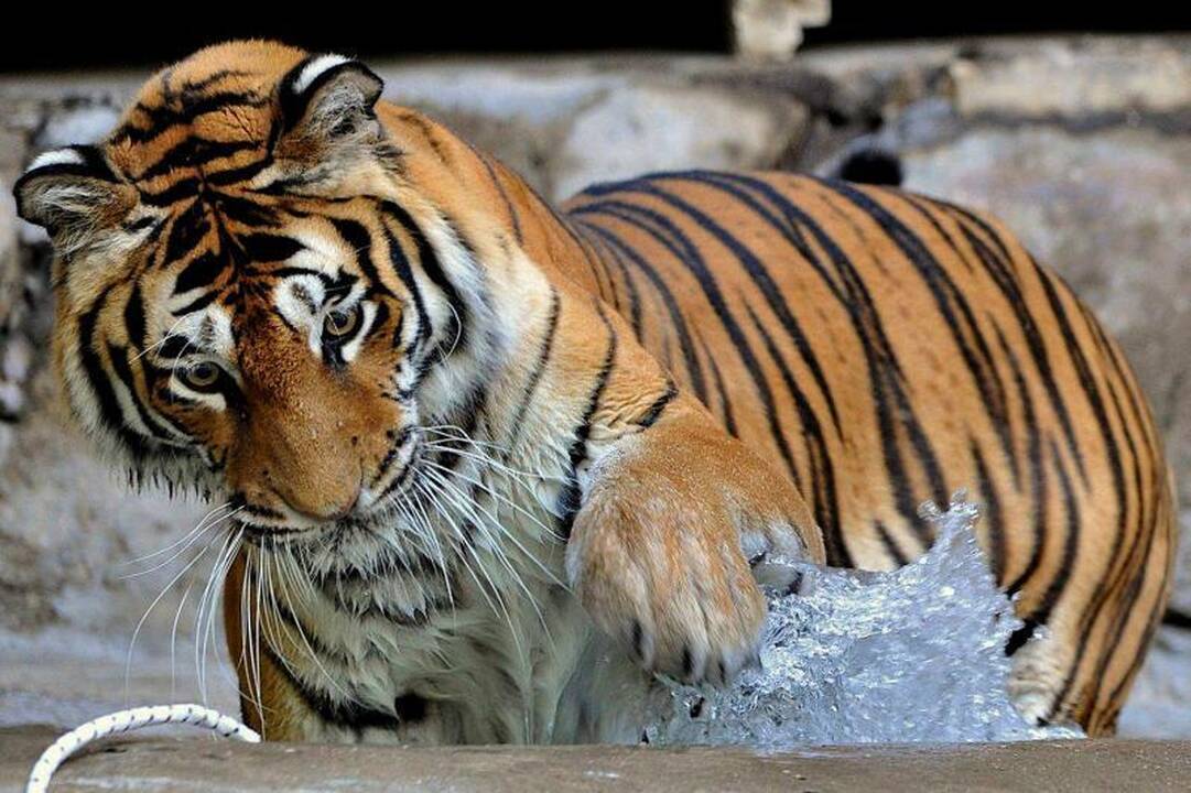 Romos zoologijos sode gyvūnai vaišinami ledais