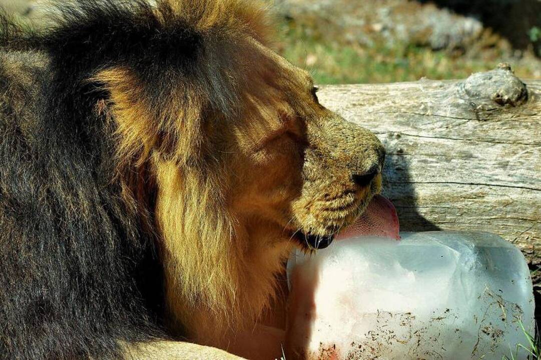 Romos zoologijos sode gyvūnai vaišinami ledais