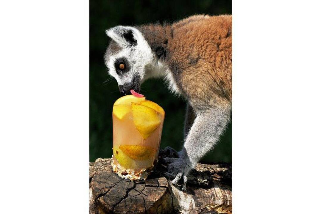 Romos zoologijos sode gyvūnai vaišinami ledais