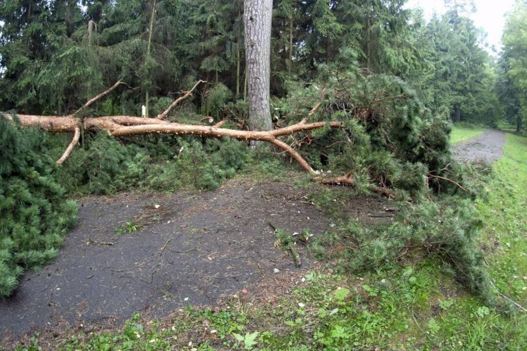 Elektros dar neturi apie 3 tūkst. vartotojų (dar atnaujinta)