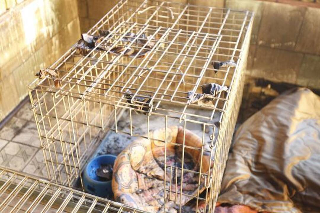 Gyvūnų prieglaudoje "5 pėdutės" įtariamas padegimas 