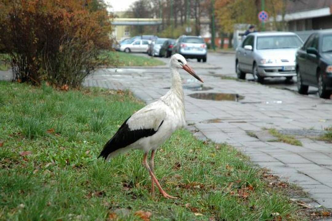 Gandras nepalieka uostamiesčio