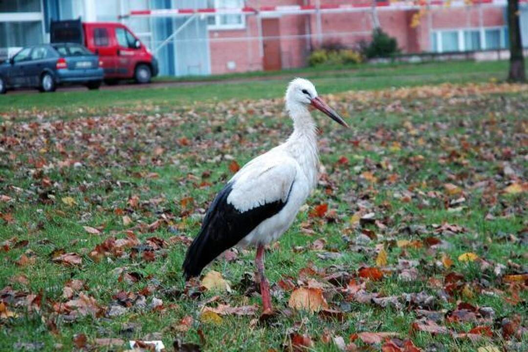 Gandras nepalieka uostamiesčio