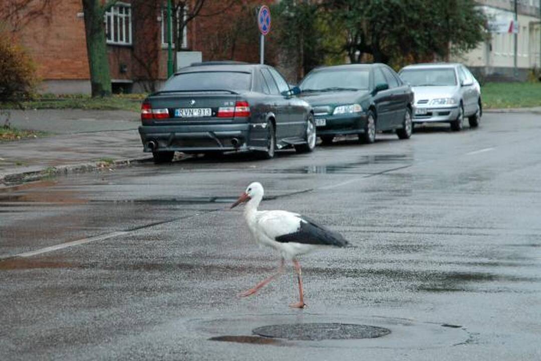 Gandras nepalieka uostamiesčio