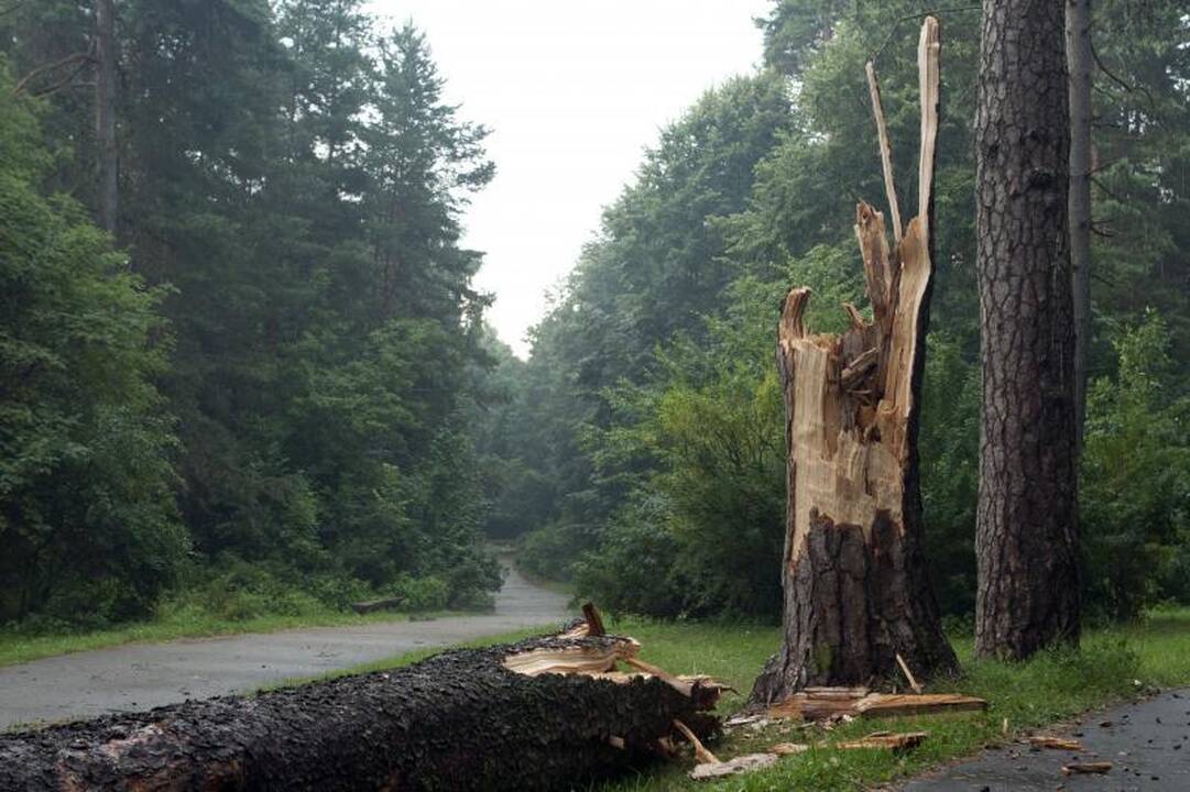Elektros dar neturi apie 3 tūkst. vartotojų (dar atnaujinta)