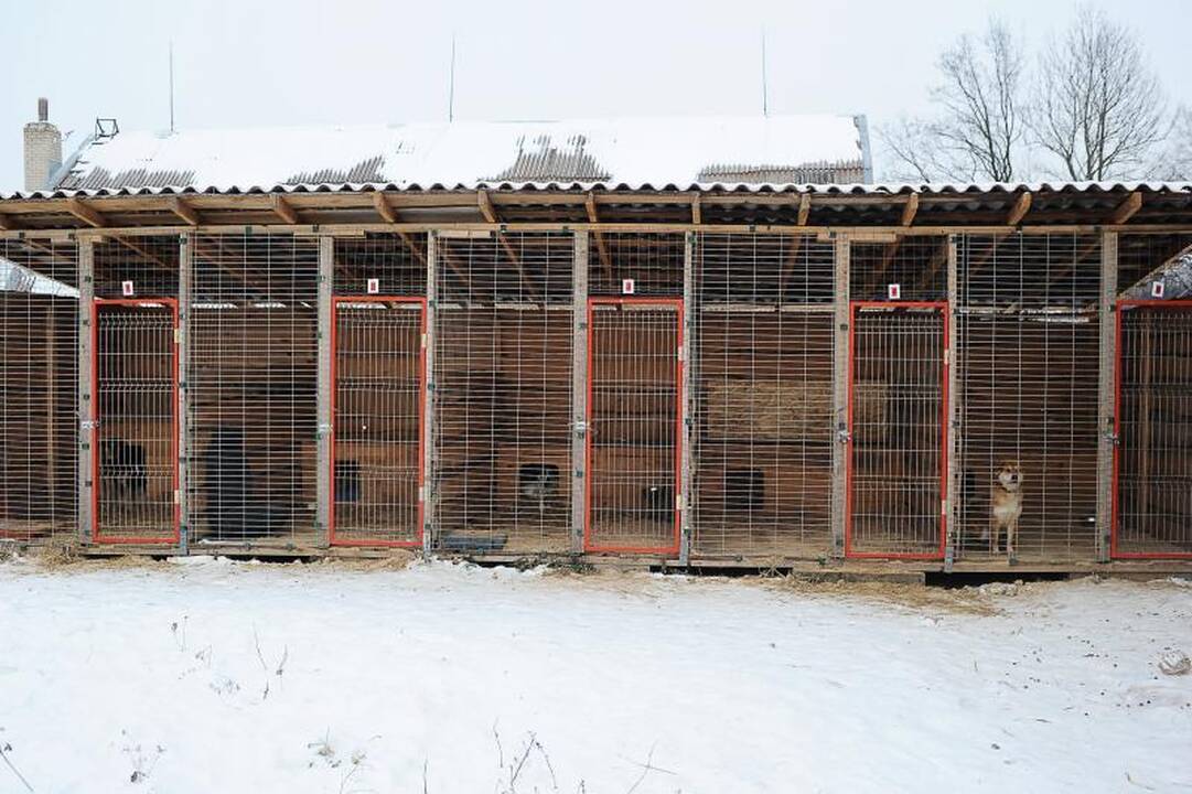 Gyvūnų prieglaudoje meilės ilgisi beširdžių žmonių aukos