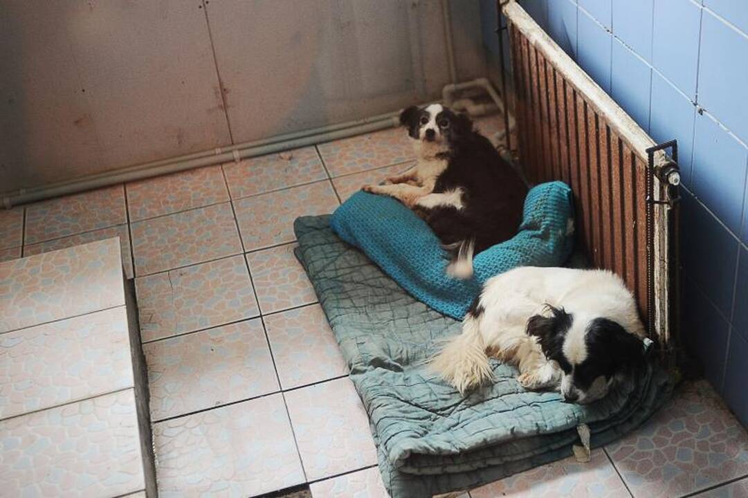 Gyvūnų prieglaudoje meilės ilgisi beširdžių žmonių aukos